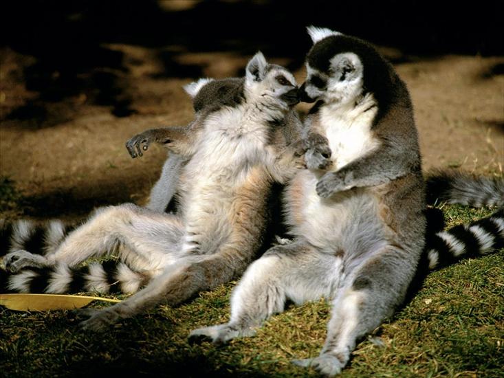 Zwierzaczki - Ring-tailed Lemur Love.jpg
