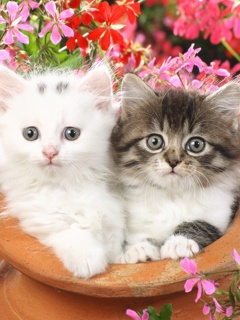 Kotki - Cute_Cats.jpg