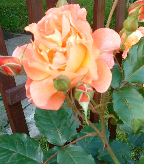 Ogródek - róża.JPG