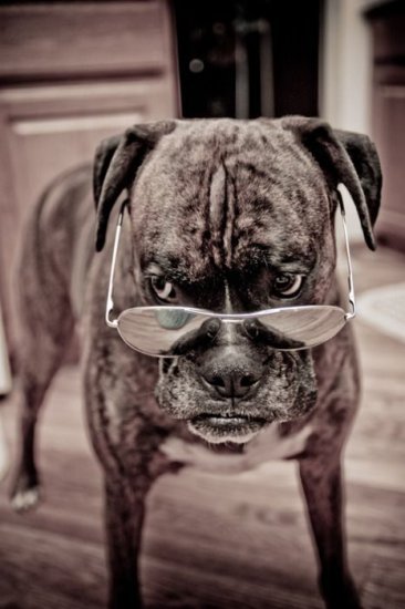 Zwierzęta - bokser w okularach.jpg