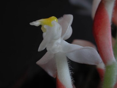 orchidea - Ludisia discolor01.jpg