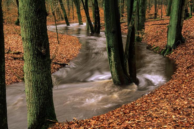 Tapety - Seasonal Flood, Leuvenumse Bos, Veluwe Region, The Netherlands.jpg