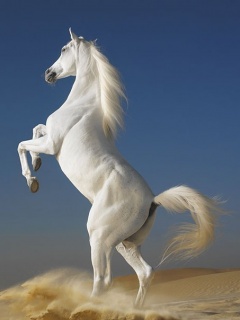 Zwierzaki - White_Horse.jpg