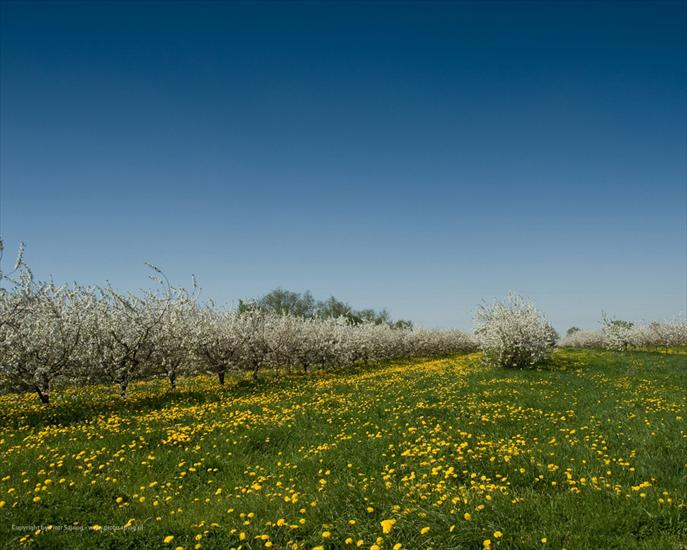 Krajobrazy - wiosna-2009-1280x1024.jpg