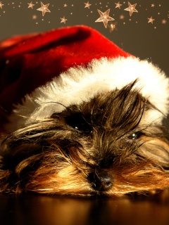 Zwierzęta - Puppy_Christmas.jpg