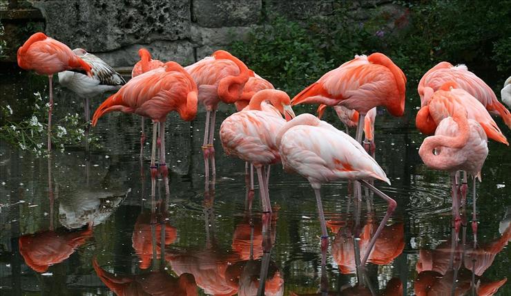 Flamingi - Flaming_Caribbean_Flamingo1_Phoenicopterus_ruber.jpg