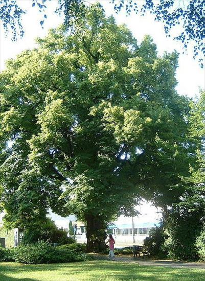 drzewa - lipa1.jpg