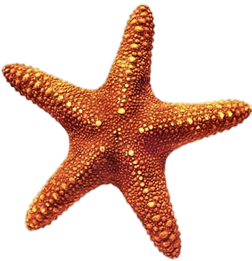 kolekcja80 - SL-Starfish2.png