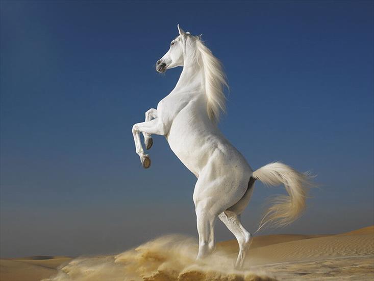 Konie - koń15.jpg