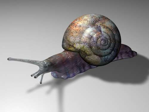 Tapety - 3D - 3D_Snail.jpg