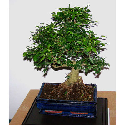   Bonsai   - bo 91.jpg