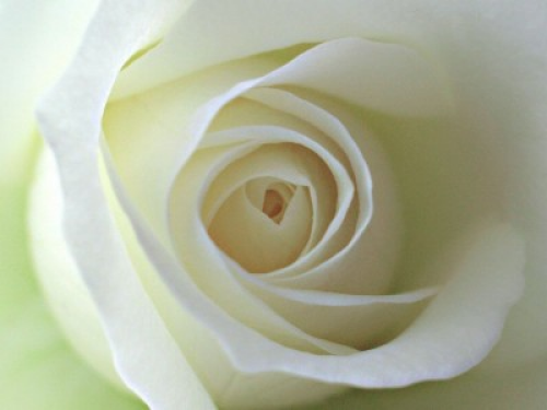 OTULONA-WIATREM - O-W róża biała Dream-Rose.bmp