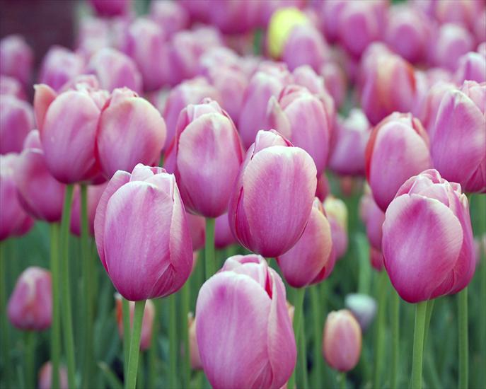 Rośliny - różowe tulipany.jpg