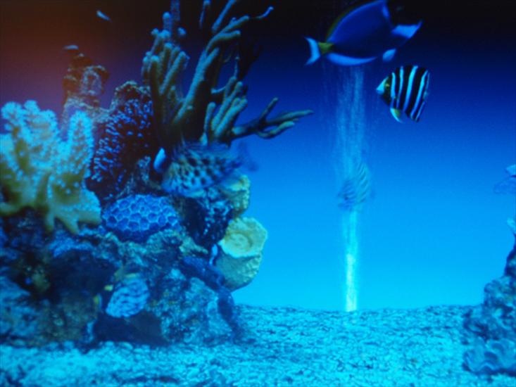 Akwarium koralowe i egzotyczne rybki na zdjęciach - 2009-09-16_01-43-13_P9163928.JPG