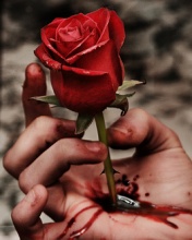 róże - Hurt.jpg