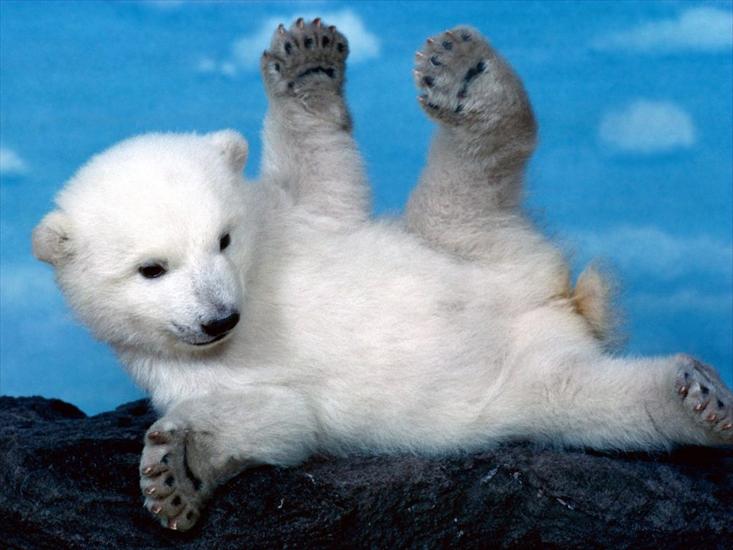 Misie - Polarne, grizzly, inne - whoops-polar-bear-cub.jpg