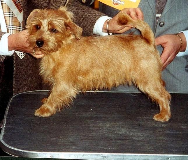 RASA PSÓW - Norfolk_Terrier1.jpg