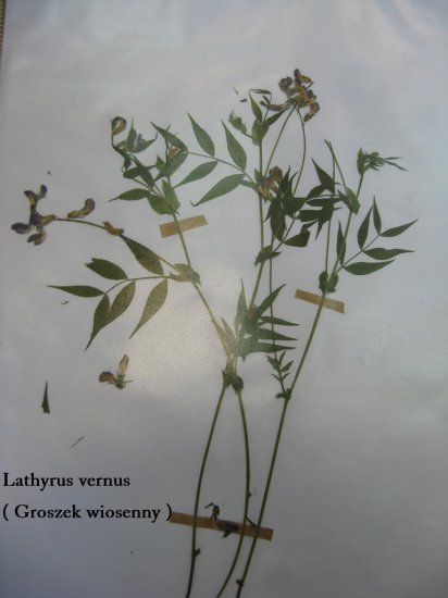 Fabaceae - zdjecie 080.jpg