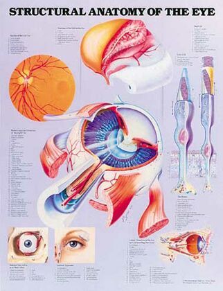 plansze anatomiczne chorób człowieka - Plansze anatomiczne anatomia-oka.jpg