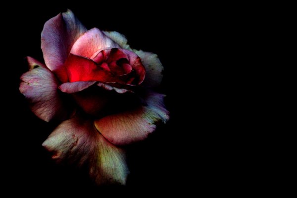 kwiaty - Rose__by_breakdownxxx.jpg