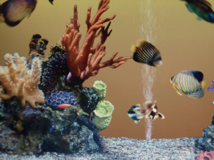 Akwarium koralowe i egzotyczne rybki na zdjęciach - 2009-09-16_01-44-32_P9163937.JPG