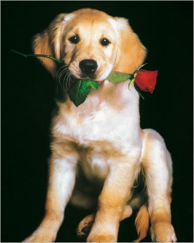 Psy - szczeniak z kwiatkiem.jpg