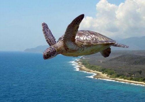 Śmieszności - turtles can flyyyyy.jpg
