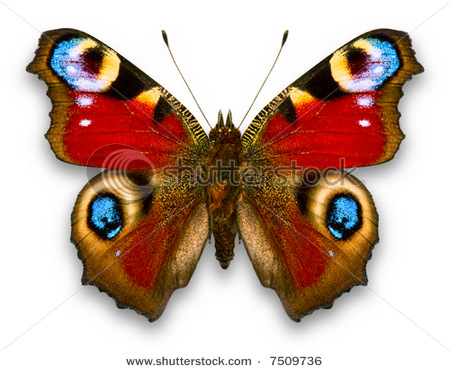 Motyle1 - 25.jpg
