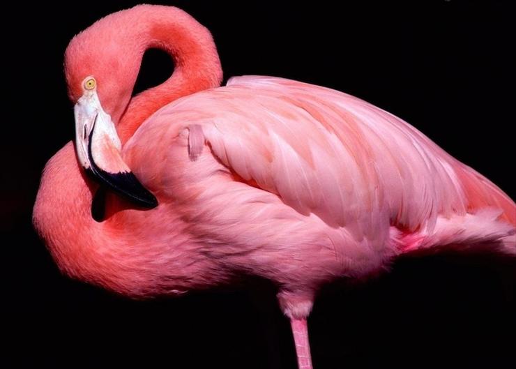 Flamingi - flaming-rozowy.jpg