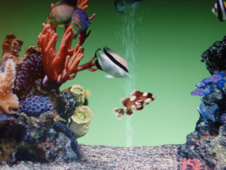 Akwarium koralowe i egzotyczne rybki na zdjęciach - 2009-09-16_01-43-48_P9163932.JPG