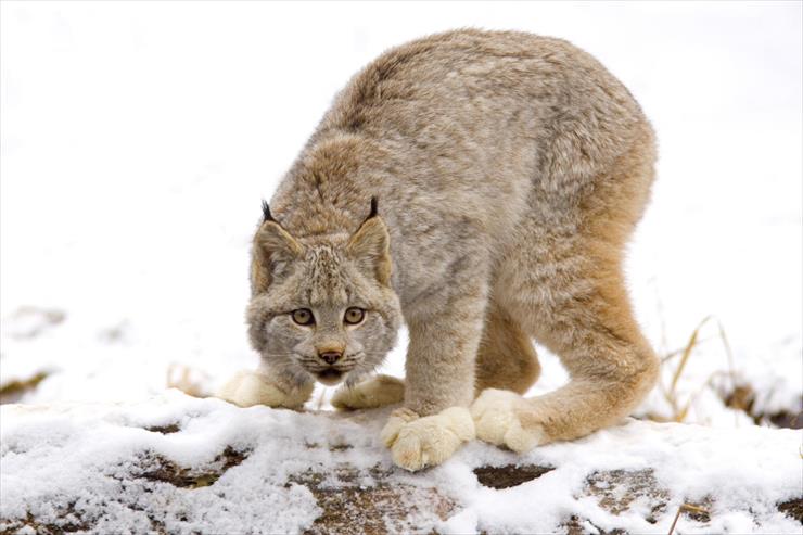 Big Cats - 03 - Canadian Lynx, British Columbia, Canada.jpg