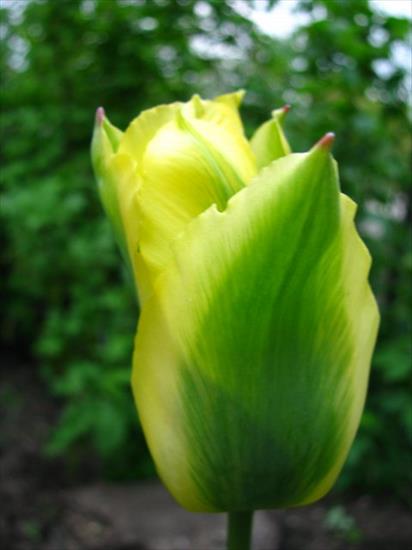 Kwiaty - tulipany_sa_kandelabrami_w2.jpg