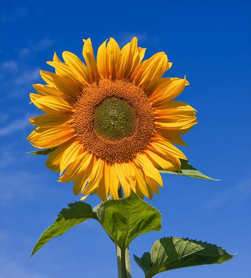 słonecznikowo - Sunflower_sky_backdrop.jpg