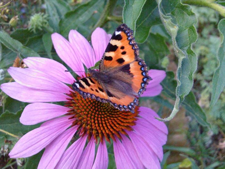 Motyle na kwiatach - Motyl 14.jpg