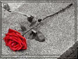 nostalgia z odrobiną koloru - Róża na betonie.jpg