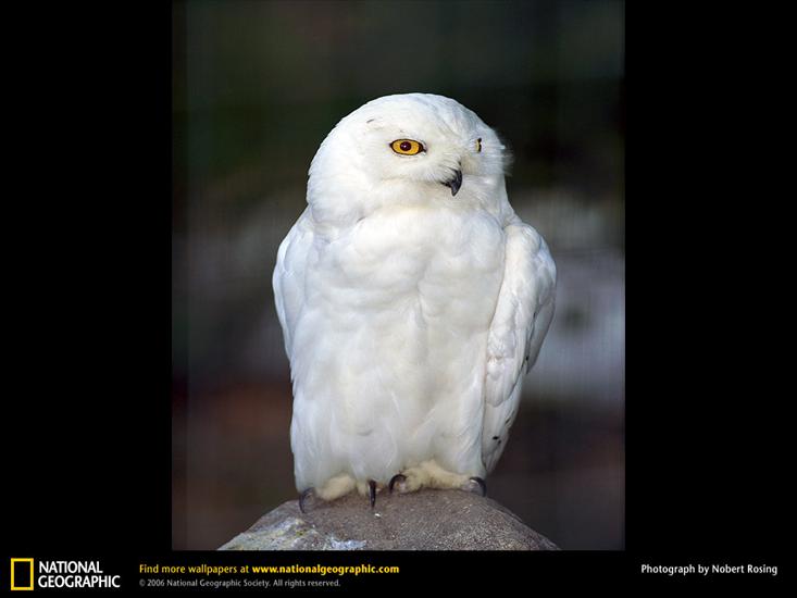 Przyroda - snowy-owl.jpg