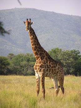 Zwierzątka - 260px-Giraffe_standing.jpg