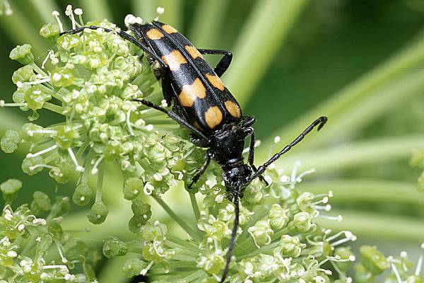 MAKROFOTO  CHRZĄSZCZE - Baldurek pregowany Leptura quadrifasciata.jpg