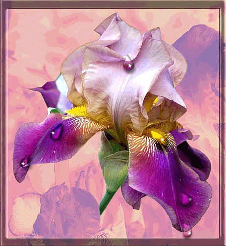 kwiaty bna włozenie - MIECIUNIA_JEDYNA0101.gif