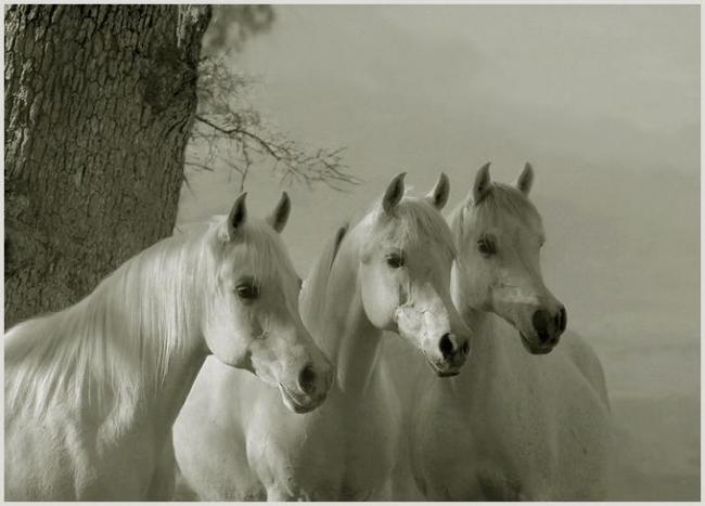 Konie - trzy_biale_konie.jpg