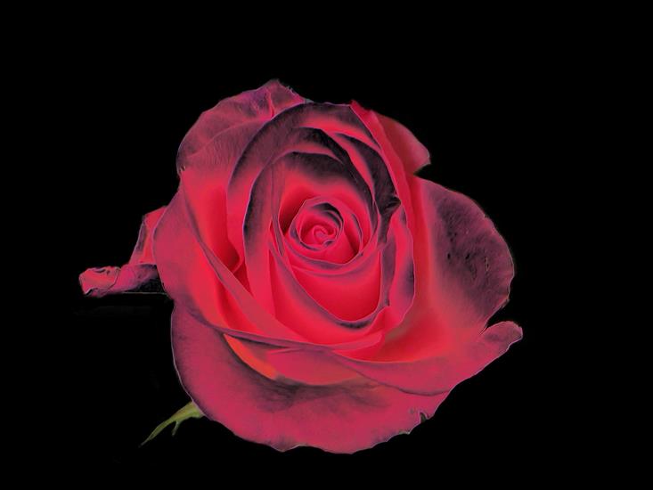 roze_png-moje wykonanie - róża różowa2.png