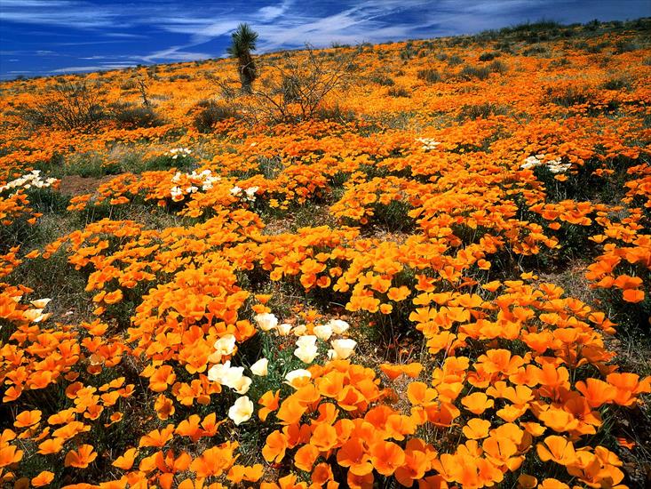 PIĘKNO NATURY - Mexican Gold Poppies, Cochise County, Arizona.jpg