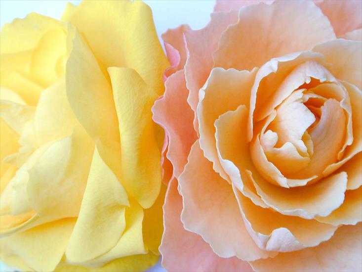  02 - Two_Roses_-_Pink_and_Yellow.jpg