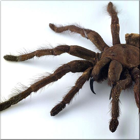 pająki i skorpiony - Pająk Theraphosa leblondi1-Gujana.jpg