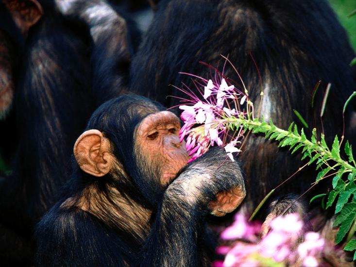 małpy i małpiatka - Oh Pretty, Chimpanzee.jpg