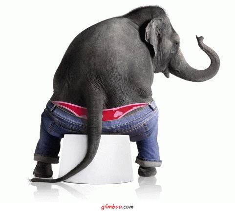 Śmieszne - kulturalny słoń.jpg