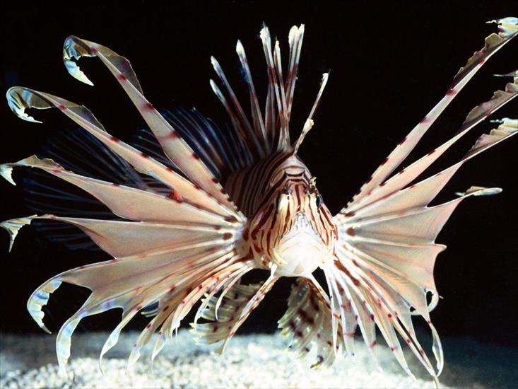rybki - Red Volitans Lionfish, Indo-Pacific.jpg