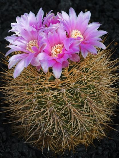 Różne kwiaty - kaktus5.jpg