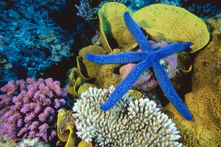Webshots Collections - Blue Linckia Sea Star, Great Barrier Reef, Australia  SuperStock, Inc..jpg