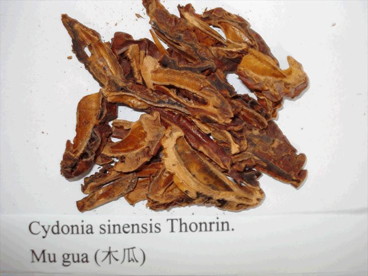 CHIŃSKIE - Cydonia sinensis - Mu gua.gif